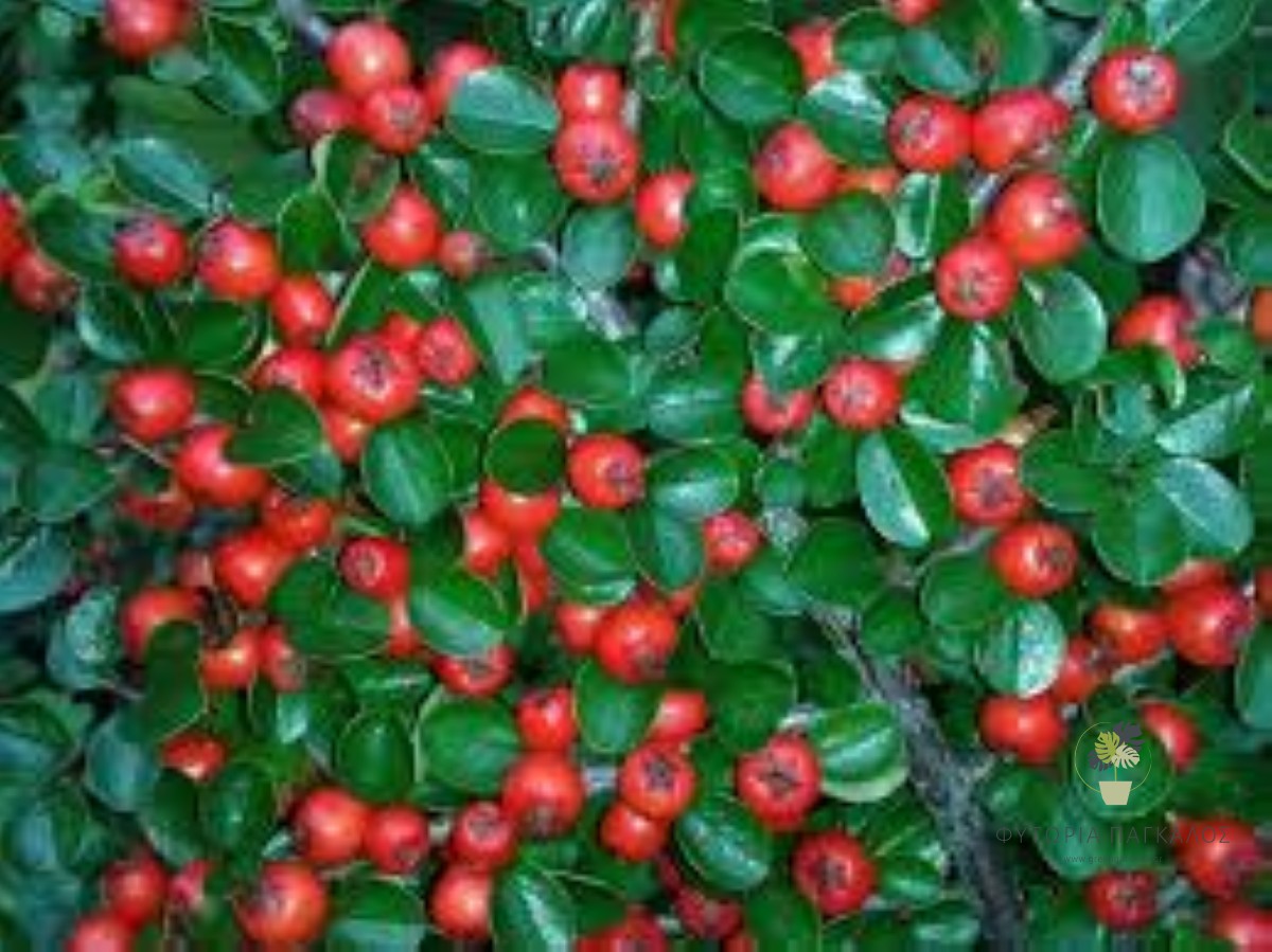 ΚΥΔΩΝΙΑΣΤΡΟ – Cotoneaster horizontalis - 1